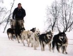 Ben Fogle dog sledding in Sweden