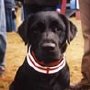 Ben Fogle's labrador Inca