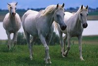 Arabian horses