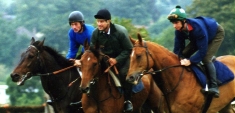 Three of Josh Gifford's best horses - Katabatic, Bradbury Star & Deep Sensation