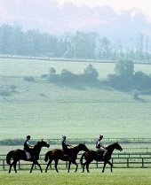 Some of the Gifford horses in training at Findon