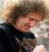 Brian May with a rescued fox cub