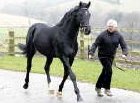 Jethro's stallion 'Rocamadour'
