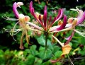 Honeysuckle