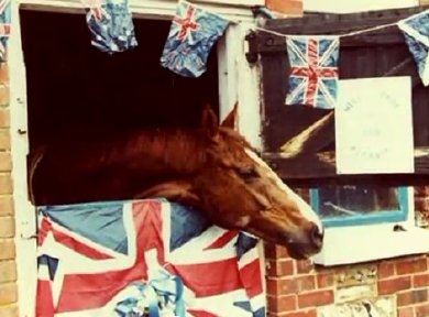 Aldaniti back home in his decorated stable after winning the Grand National